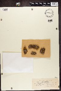 Melanelixia subargentifera image