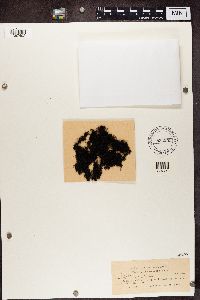 Pseudephebe pubescens image