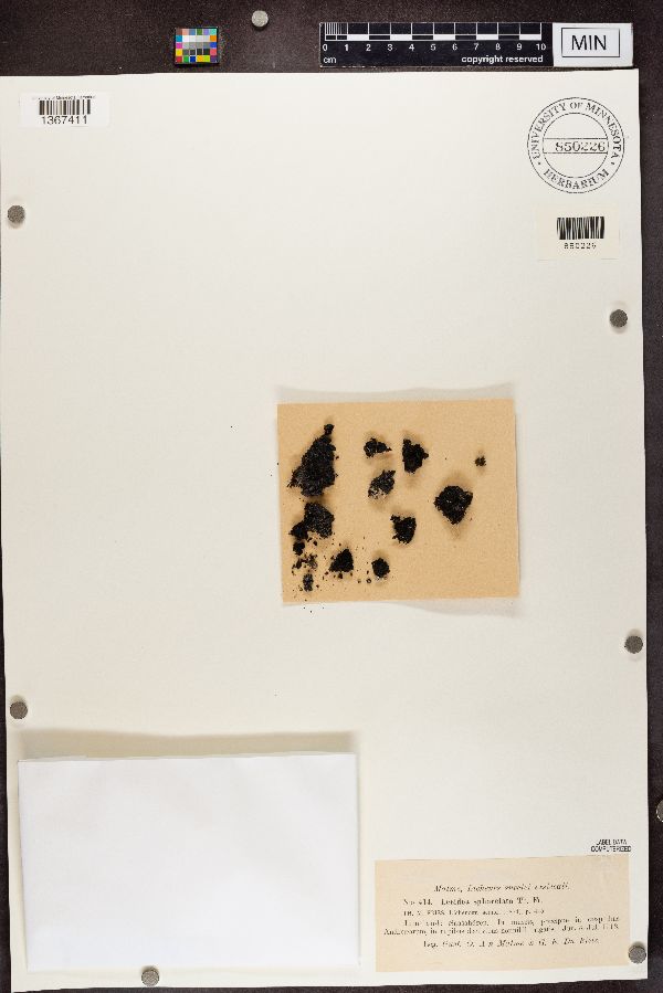 Rimularia sphacelata image