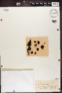 Image Associated With the Occurrence