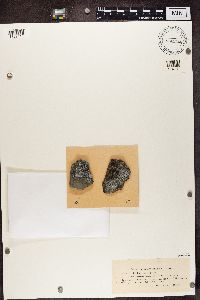 Lecidea speirea image