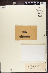 Amandinea punctata image