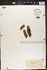thumbnail image of current specimen