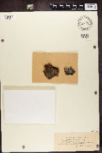 Megaspora verrucosa image