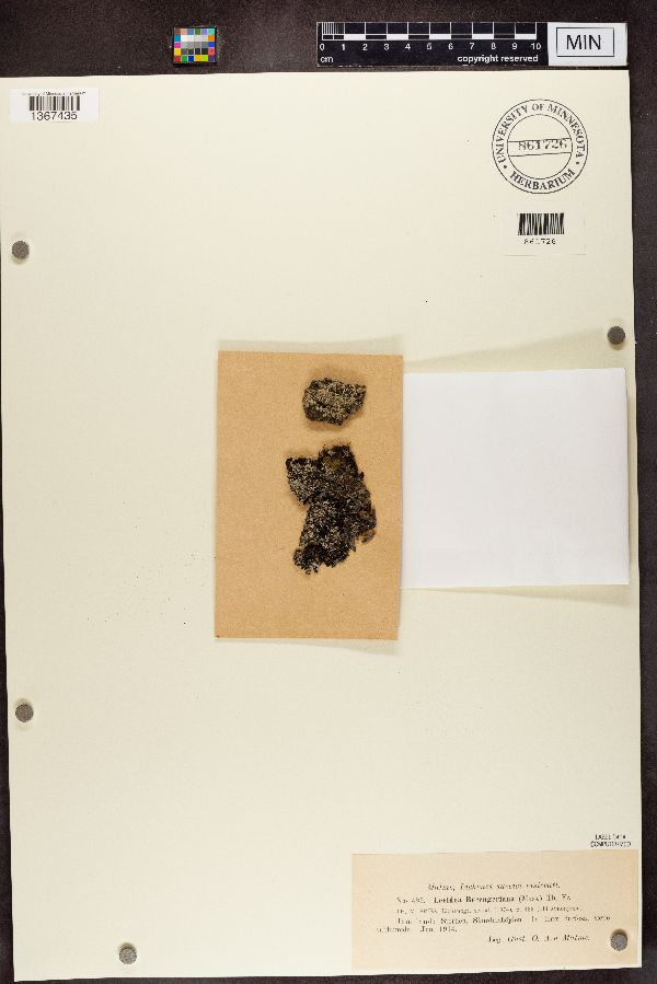 Lecidea berengeriana image