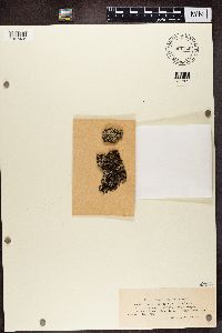 Media resource of Lecidea berengeriana