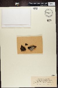 Vahliella leucophaea image