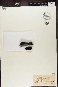 Media resource of Miriquidica lulensis