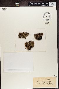 Cladonia crispata image