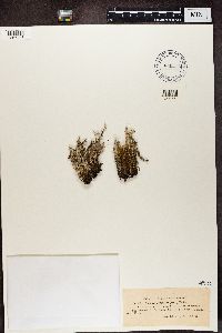 Cladonia squamosa image