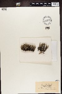 Media resource of Cladonia phyllophora