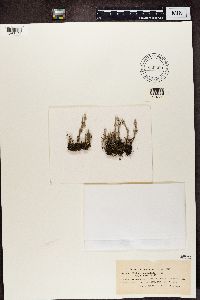 Cladonia verticillata image