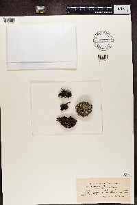 Cladonia verticillata image