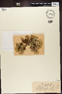 Lobaria scrobiculata image