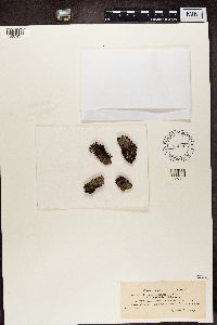 Urceolaria scruposa var. bryophila image