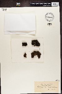 Lecidea uliginosa image