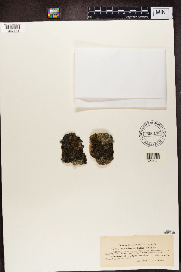 Leptogium quadratum image