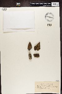 Protoparmeliopsis muralis image