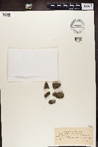 Lecanora sordida image