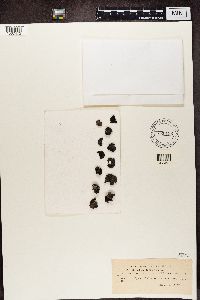 Image of Gyrophora discolor
