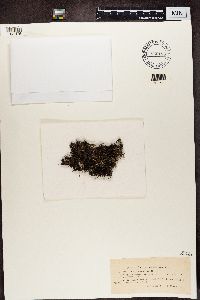 Cetraria aculeata image