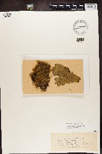 Peltigera polydactyla image