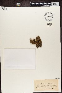 Biatora vernalis image