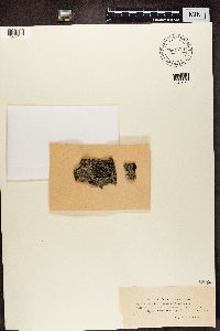 Trapeliopsis flexuosa image