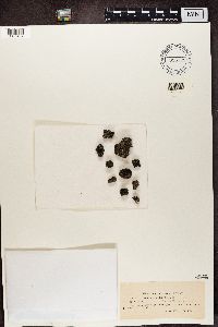 Thumbnail image of current specimen