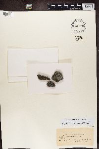Myriolecis hagenii image