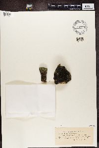 Thumbnail image of current specimen