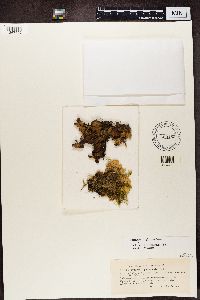 Peltigera aphthosa image