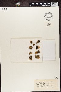 Peltigera didactyla image