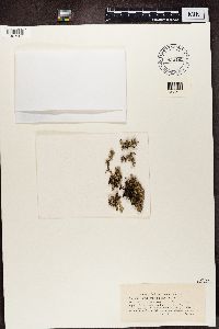 Stereocaulon paschale image