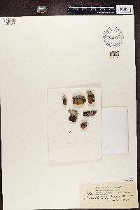 Cladonia botrytes image