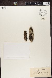 Lecidea rivulosa image