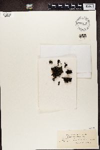 Leptogium saturninum image