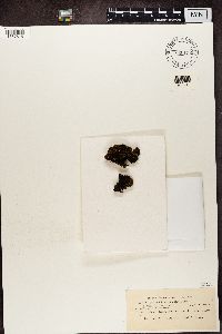 Collema cristatum image