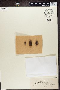 thumbnail image of current specimen
