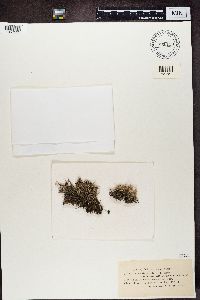 Cladonia scabriuscula image