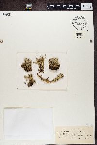 Cladonia turgida image