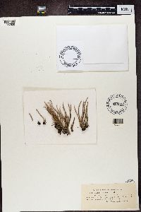 Cladonia cornuta image