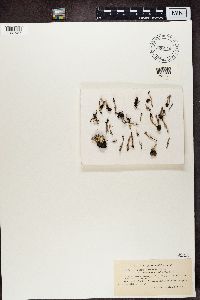 Cladonia verticillata image