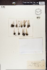 Cladonia subulata image