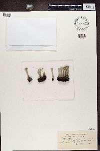 Cladonia deformis image