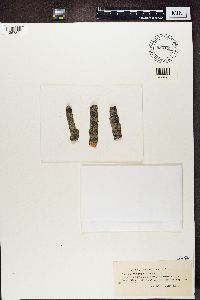 Arthonia atra image