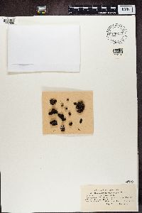 thumbnail image of current specimen