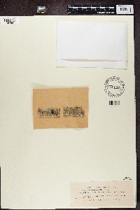 Arthopyrenia analepta image