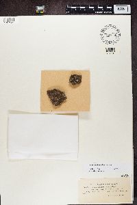 Myriolecis dispersa image