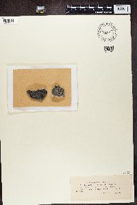 Biatorella pruinosa image